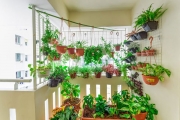Những loại cây nên trồng ở ban công chung cư